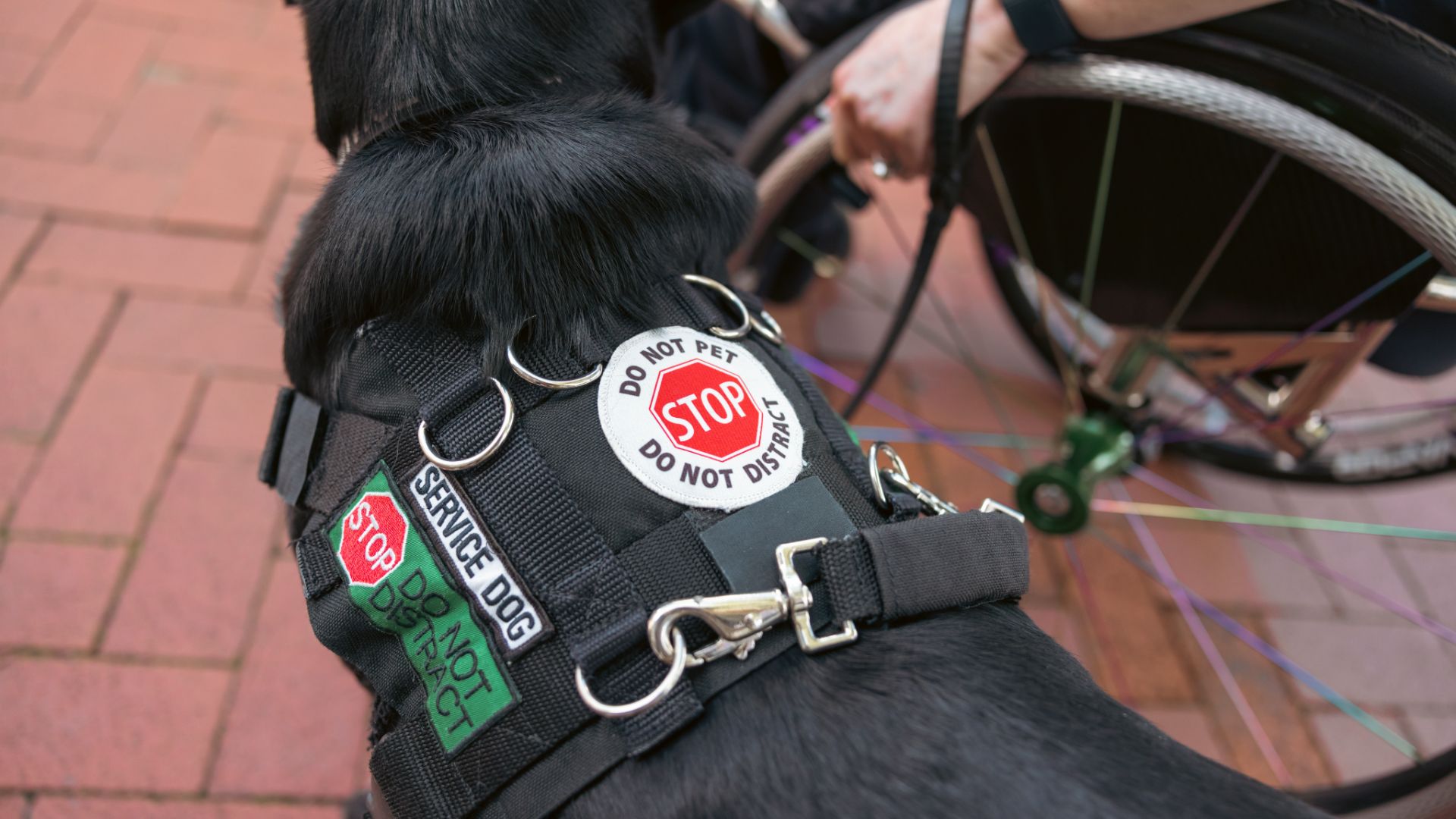 black labrador wearing a harness with the words: stop, do not pet