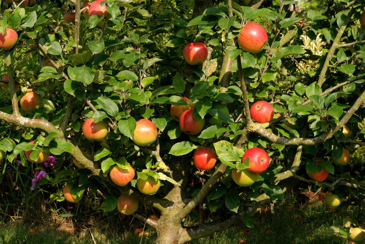 King of the Pippins’: Reine des Reinettes were voted best of all eaters at the National Apple Congress in London in 1883