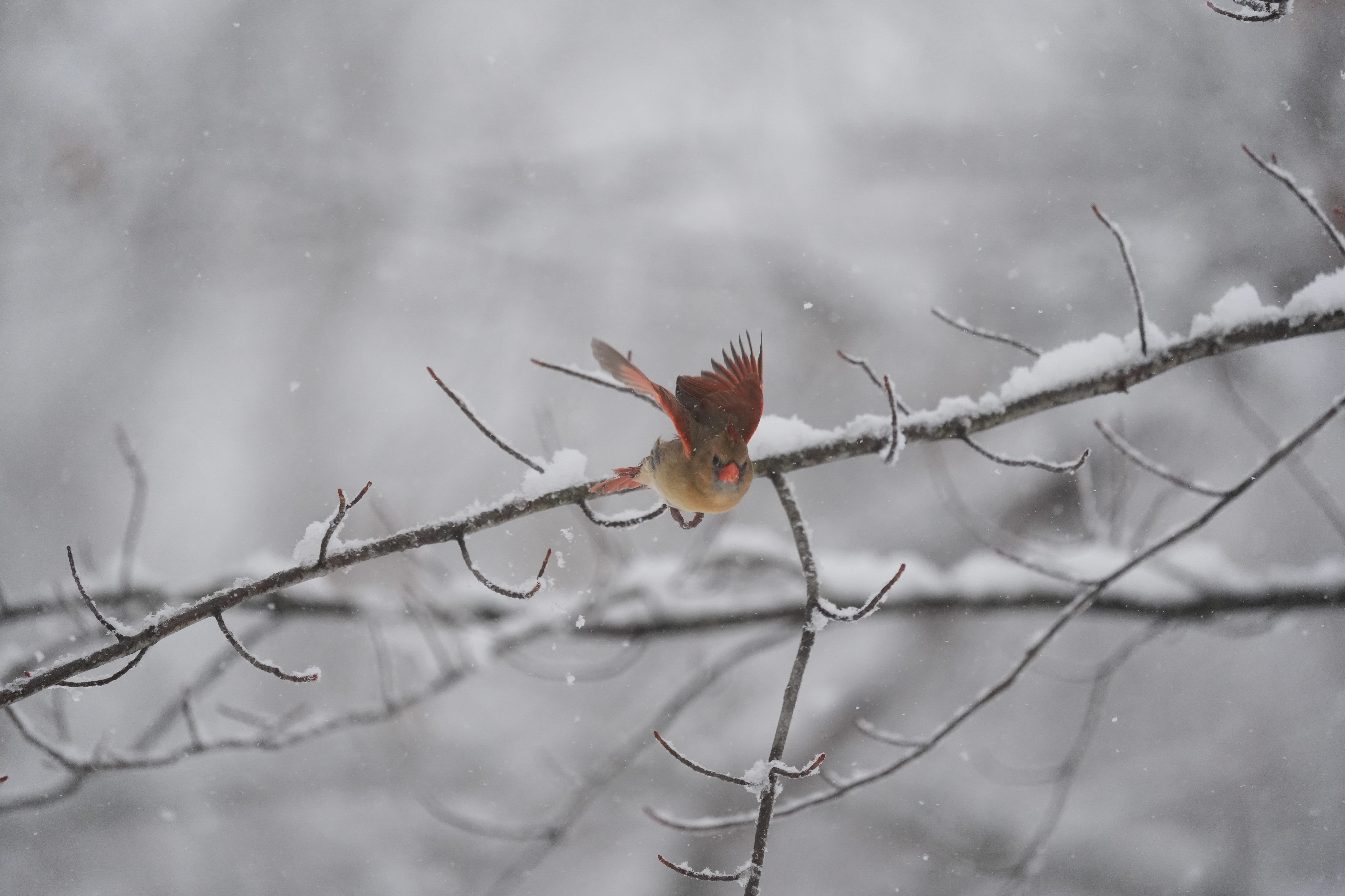 A bird photo taken with the Sony A7 V and FE 200-600mm f/25.6-6.3 G OSS