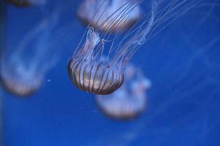 Jellyfish shot on the Canon EOS R8 camera