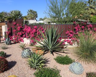 A xeriscaped garden with agave