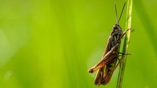 Cricket on a stem of grass