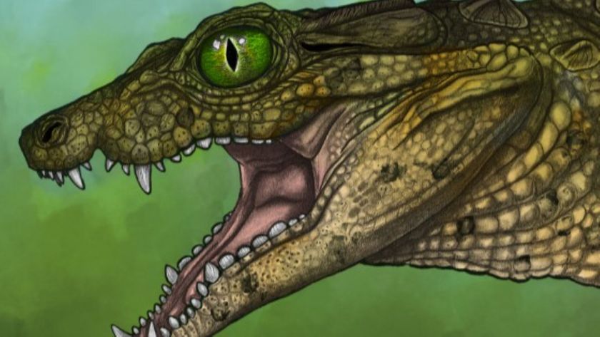 Illustration of a newfound extinct species of crocodile-like creature. Its jaws are open, revealing differently shaped teeth.