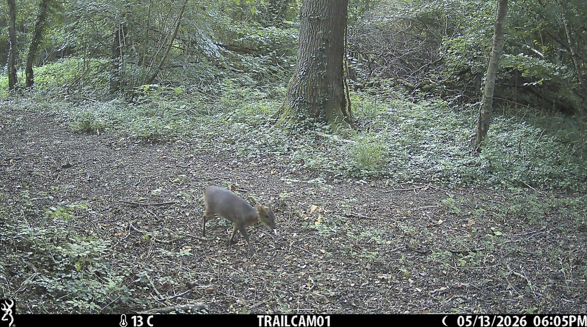Sample image from the Browning Strike Force HD Pro trail camera