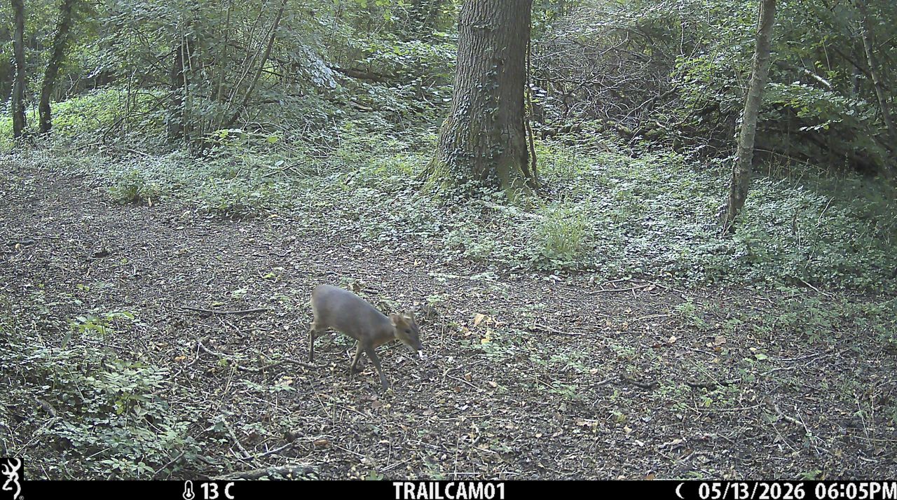 Sample image from the Browning Strike Force HD Pro trail camera