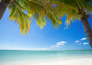 How could you not love this? Palm trees on a tropical beach in Abaco, Bahamas