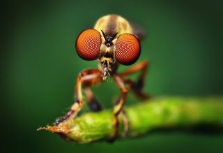 The tiny robber fly reaches about 6 millimeters in length, about the size of a grain of rice.