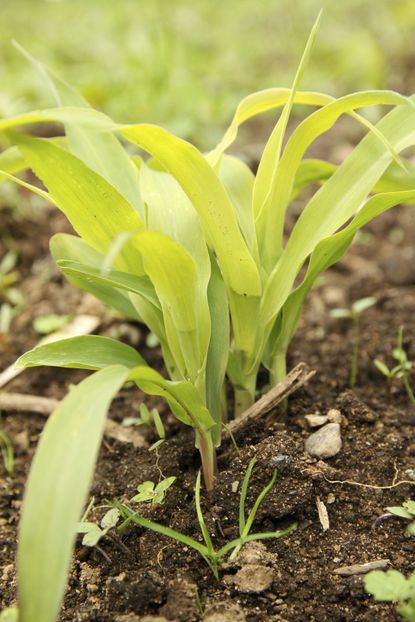 Yellow Corn Plant Leaves