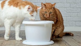 dehydration in cats