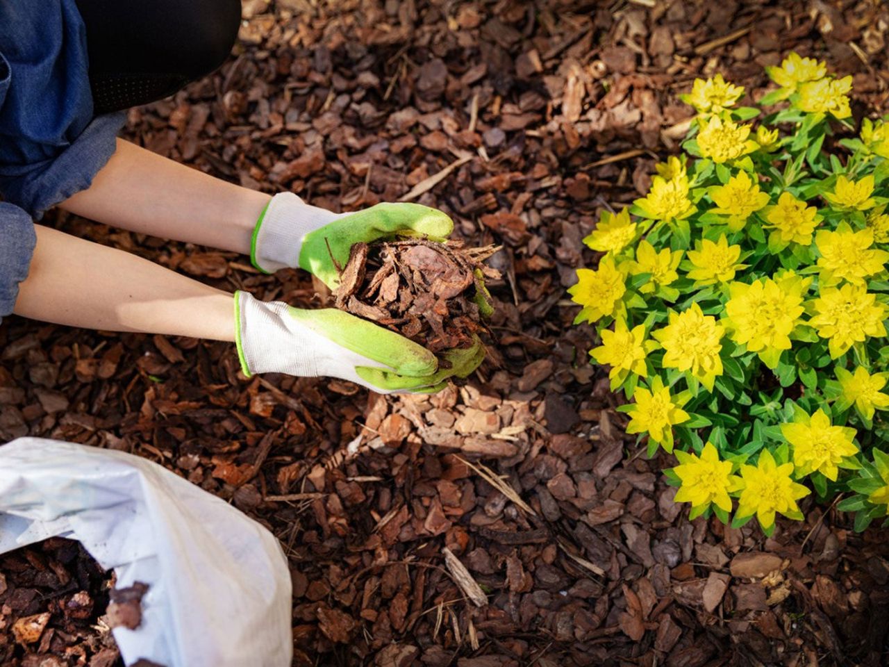 Gardener Placing Mulch Around Yellow Flowers