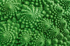 Romanesco cauliflower, a garden vegetable whose growth patterns seem to be controlled by Mandelbrot fractal geometry.