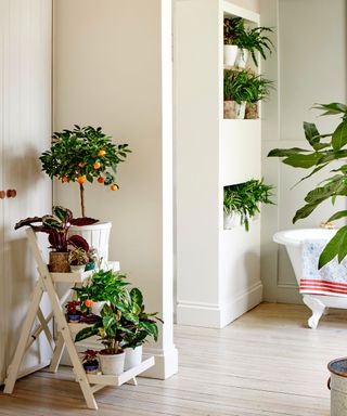 Displaying house plants on a small step ladder and shelving unit