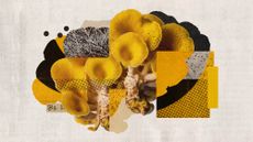 Photo collage of a golden oyster mushroom cluster