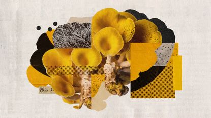 Photo collage of a golden oyster mushroom cluster