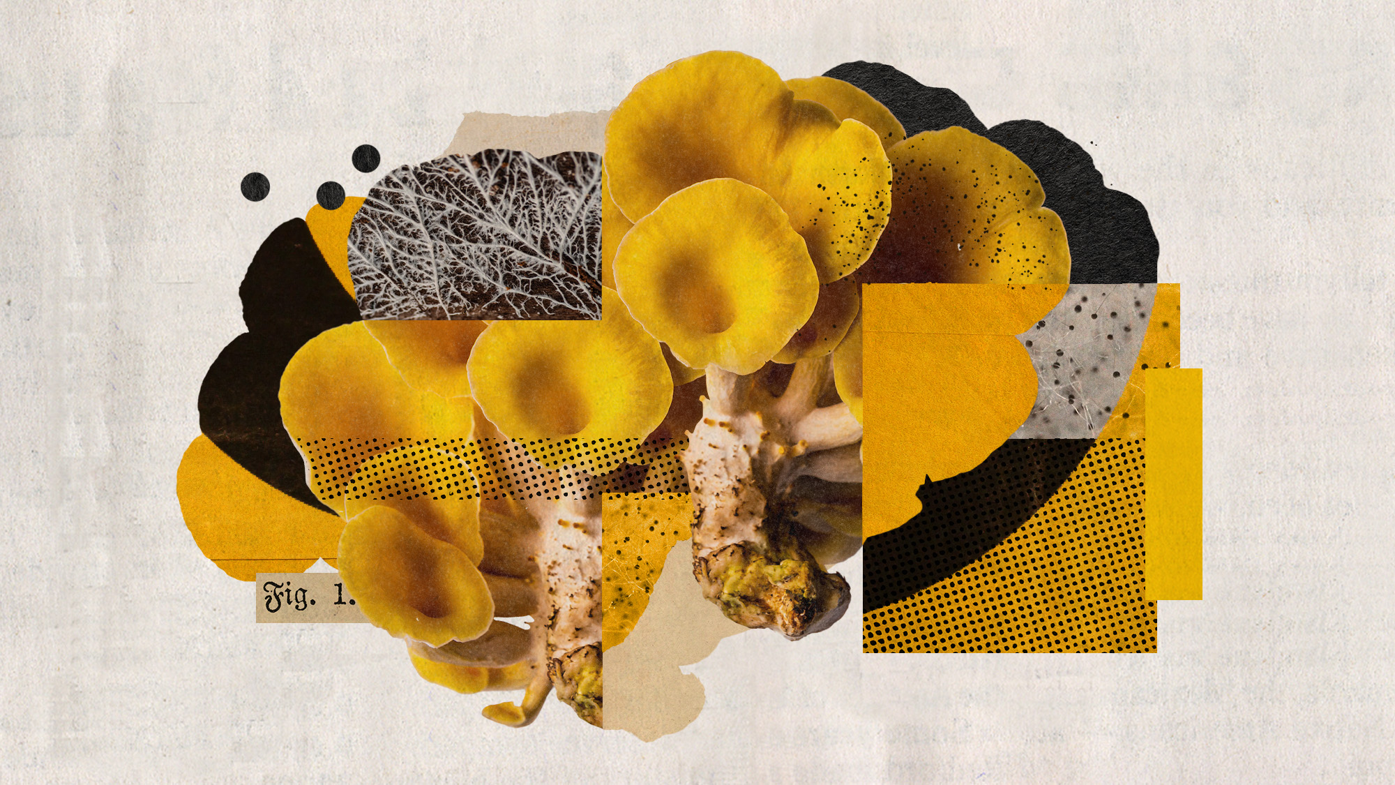 Photo collage of a golden oyster mushroom cluster