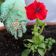 A gloved hand fertilizing a petunia