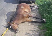 dumped-horse.jpg