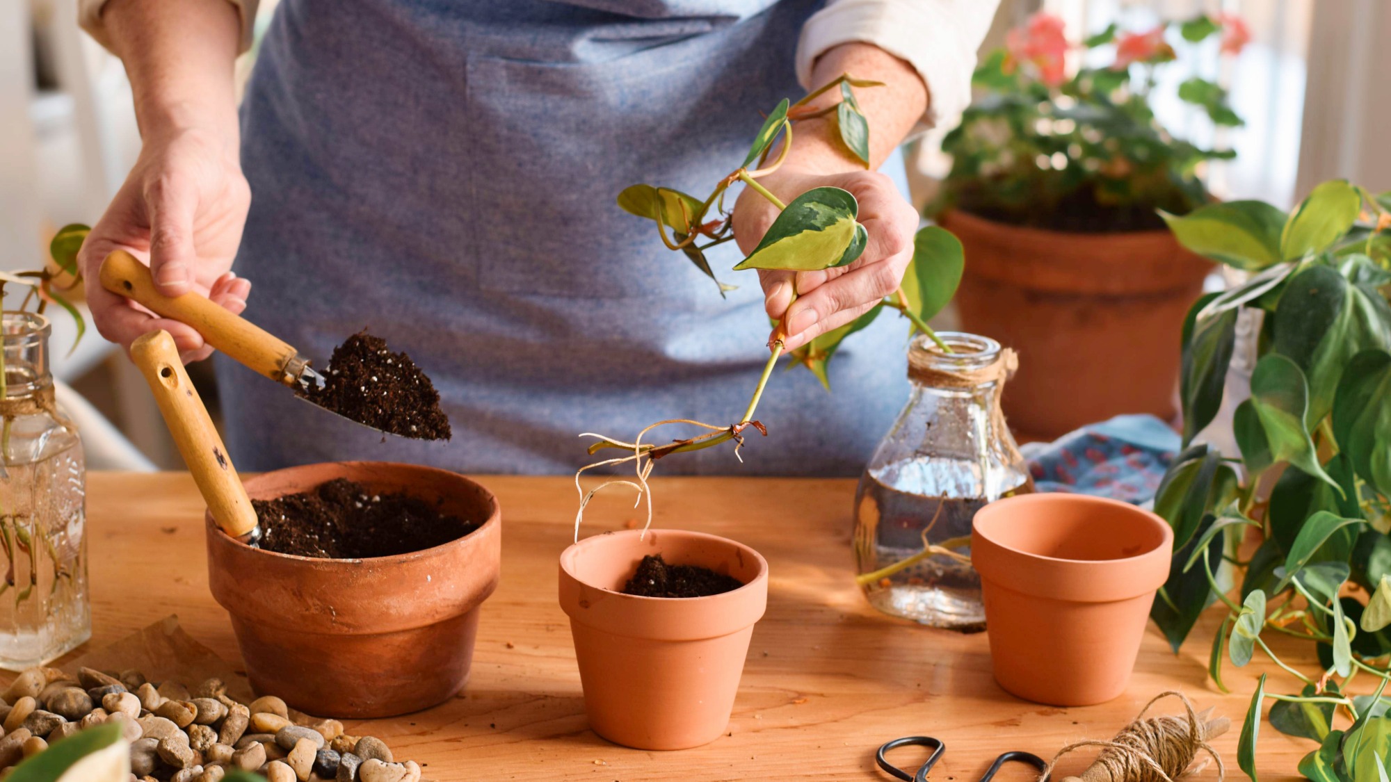 Gardener potting a propagated houseplant 