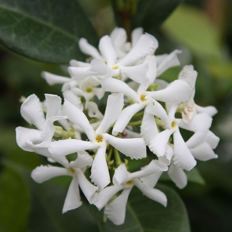 The best fragrant plants for your garden Real Homes