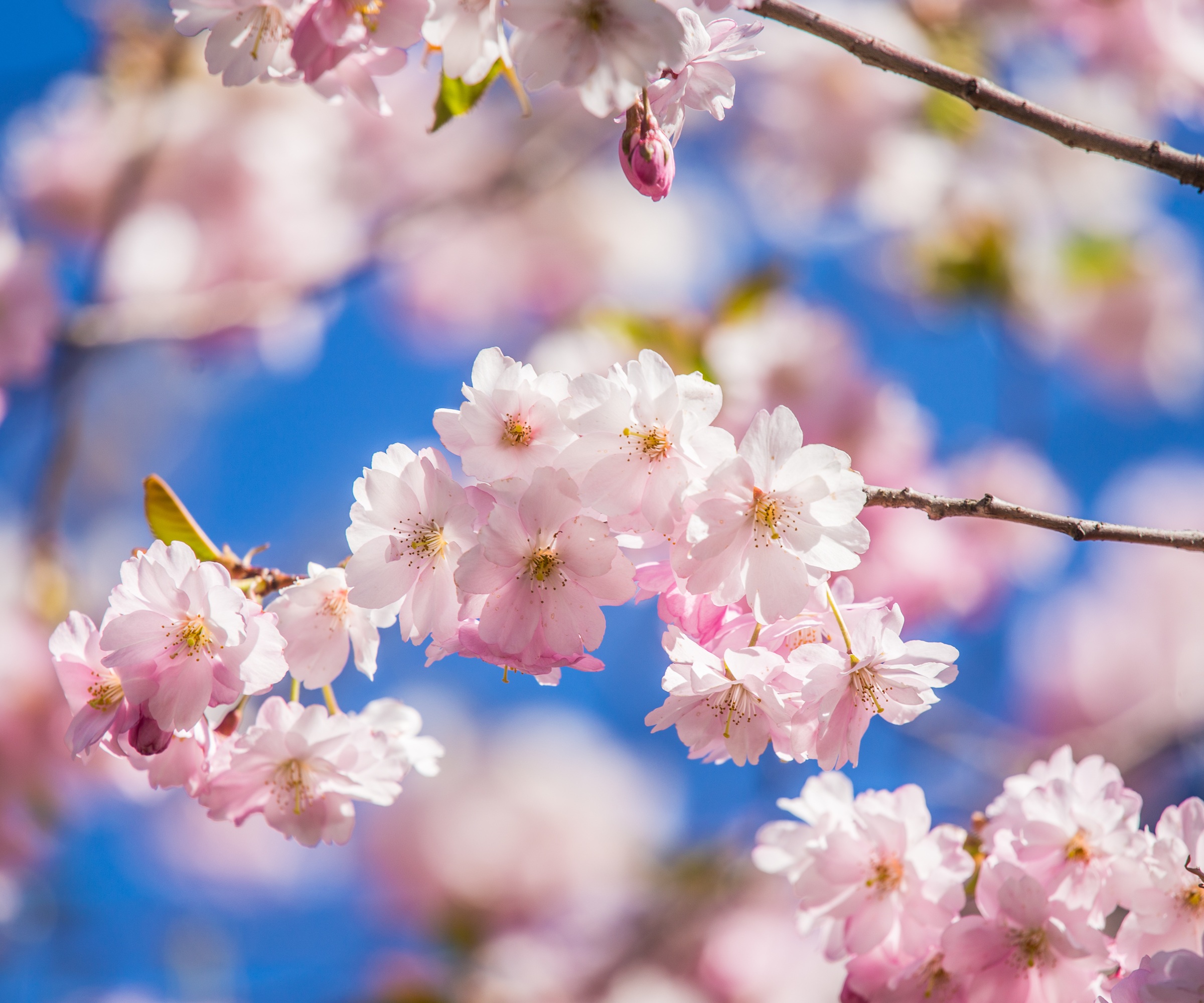 Cherry tree blossom
