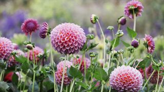 Pom pom dahlias