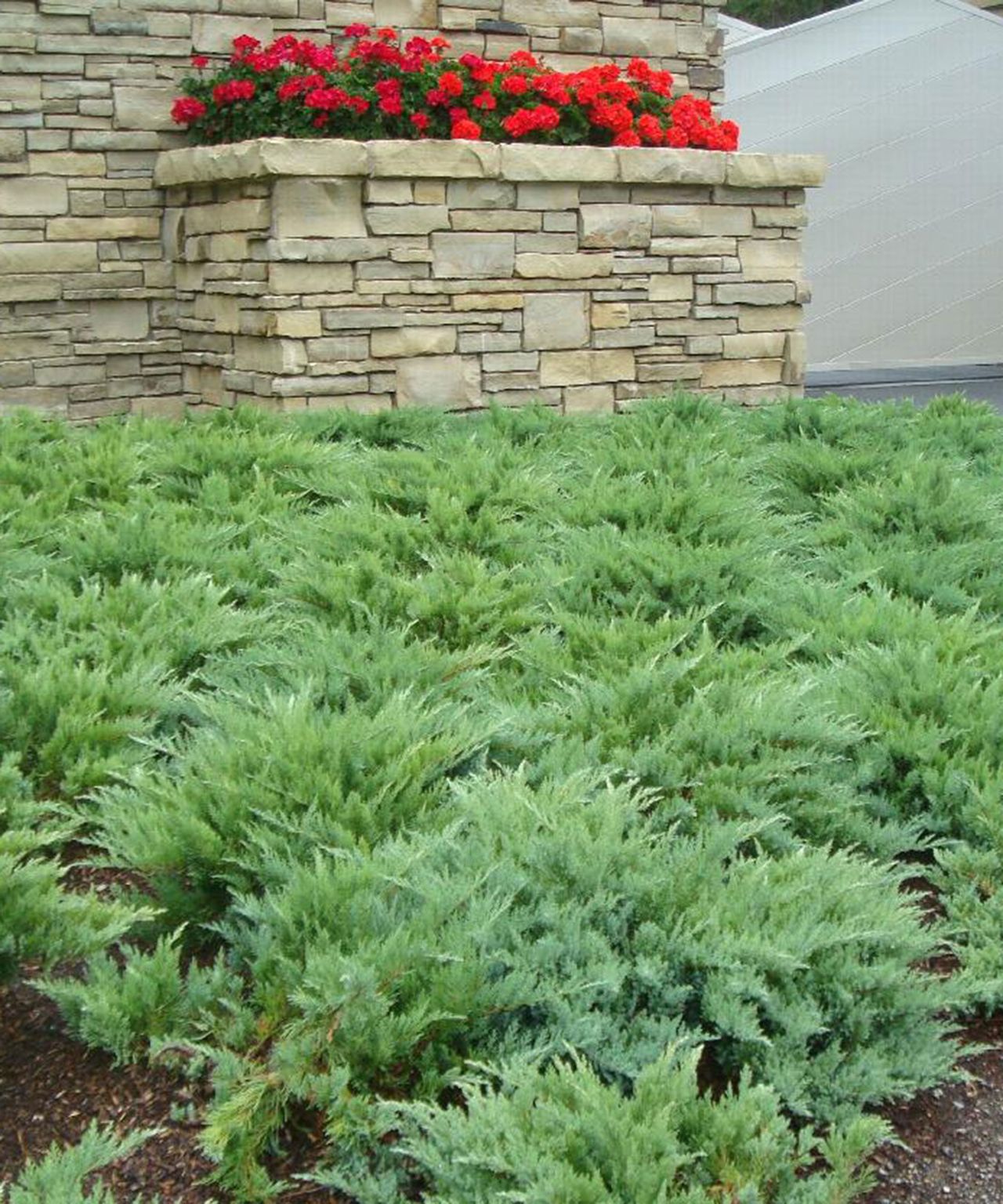 Best Ground Cover Plants 12 Options For Flowers And Foliage Homes And Gardens 