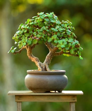 Miniature dwarf jade (portulacaria afra) succulent bonsai tree