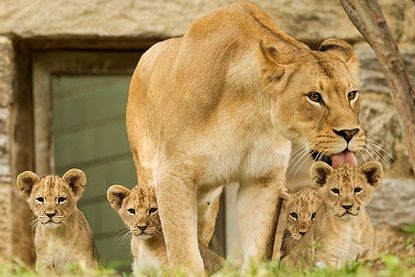 Adorable lion cubs make their debut at the Philadelphia Zoo