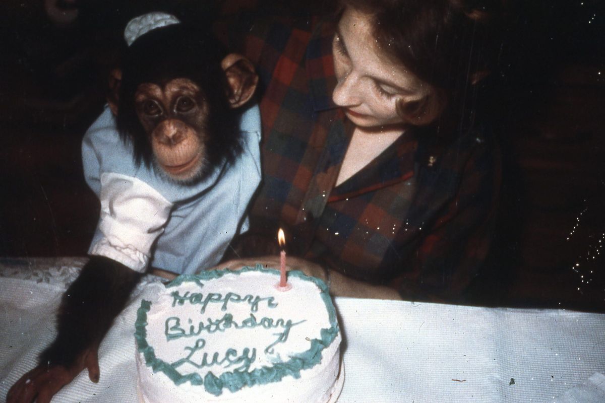 TV tonight Lucy, the Human Chimp