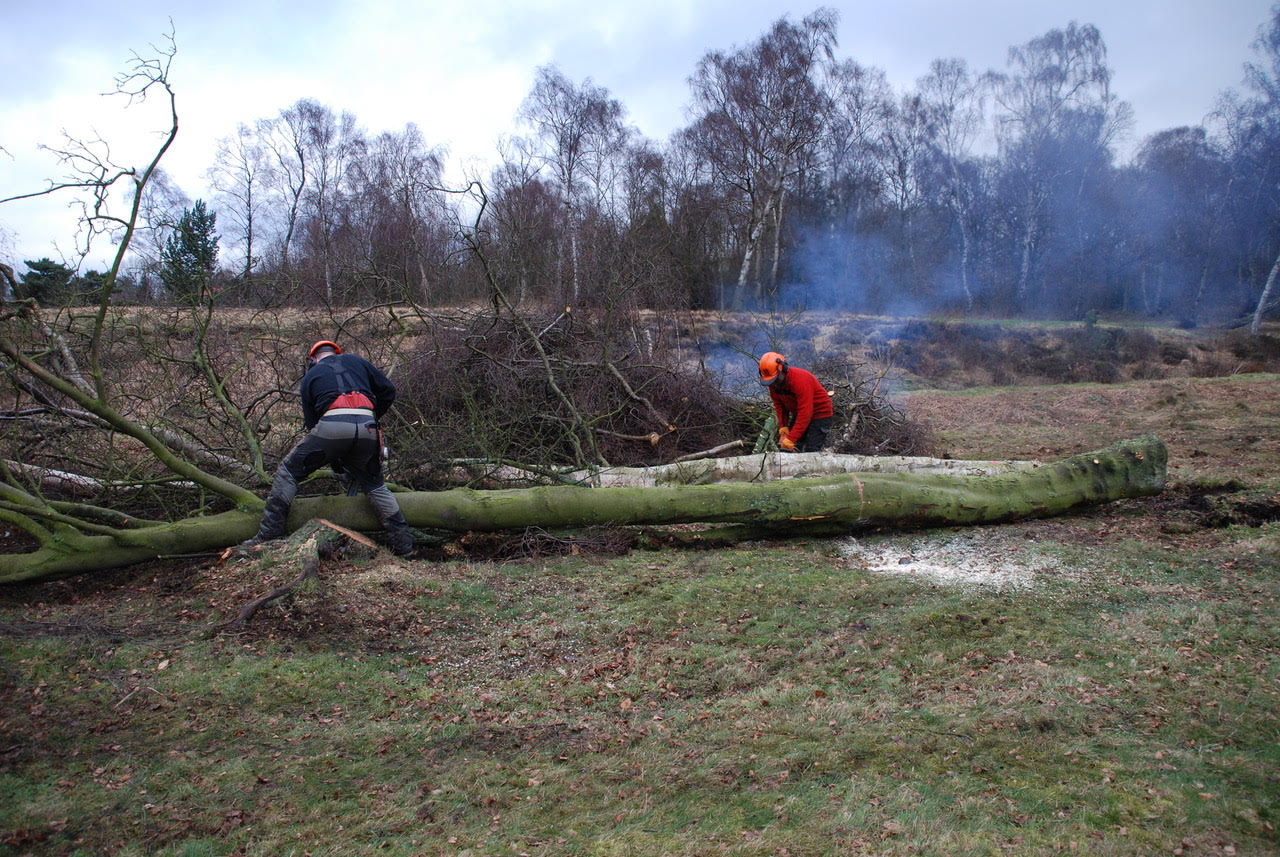Cutting down trees on golf courses can be an emotive issue