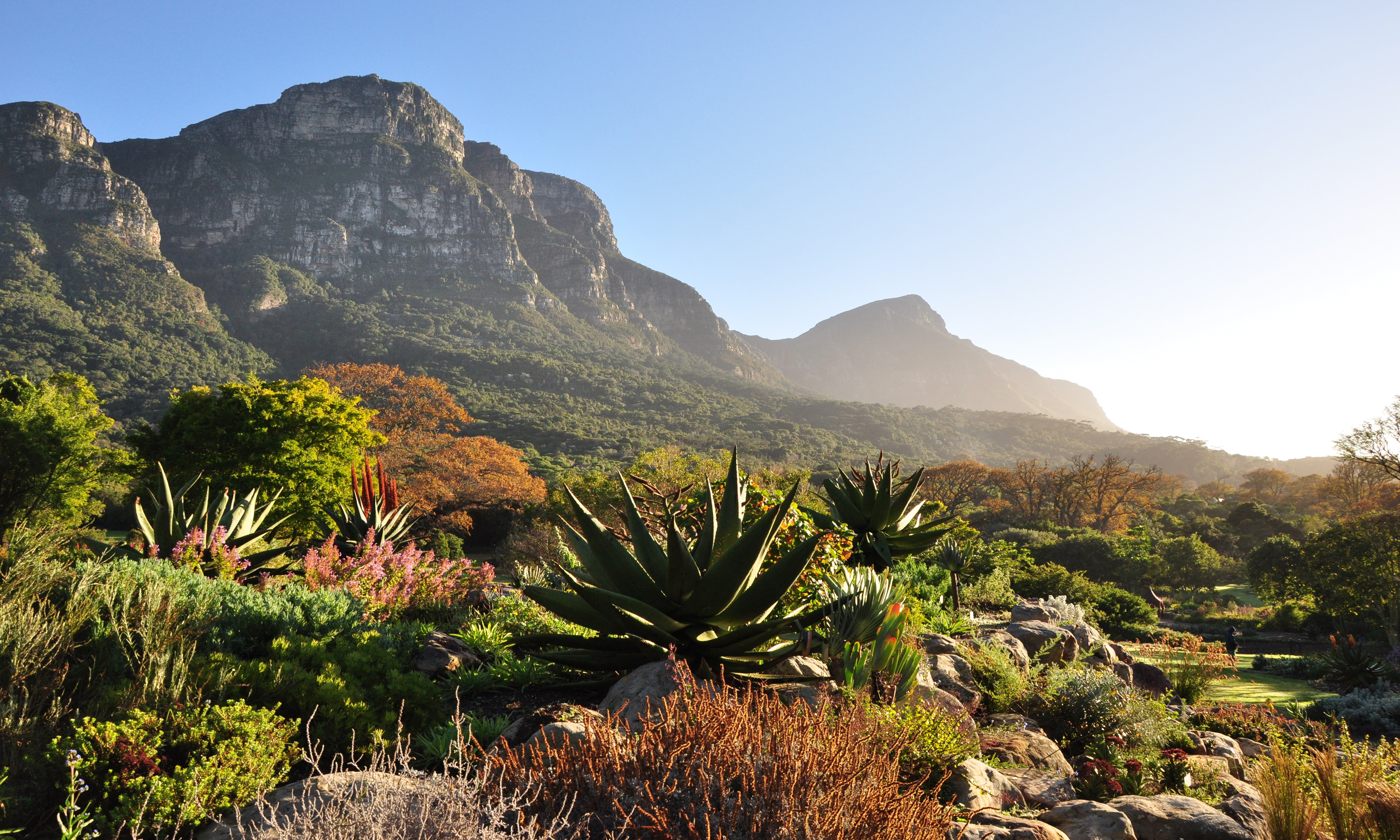 KIRSTENBOSCH winter morning with Fernwood Peak