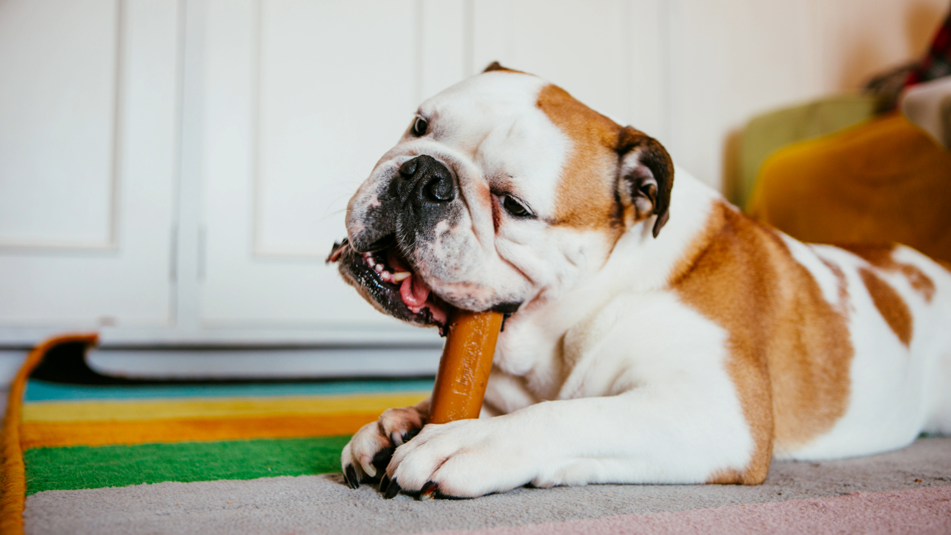 Dog chewing on a chew stick in between his paws on the floor