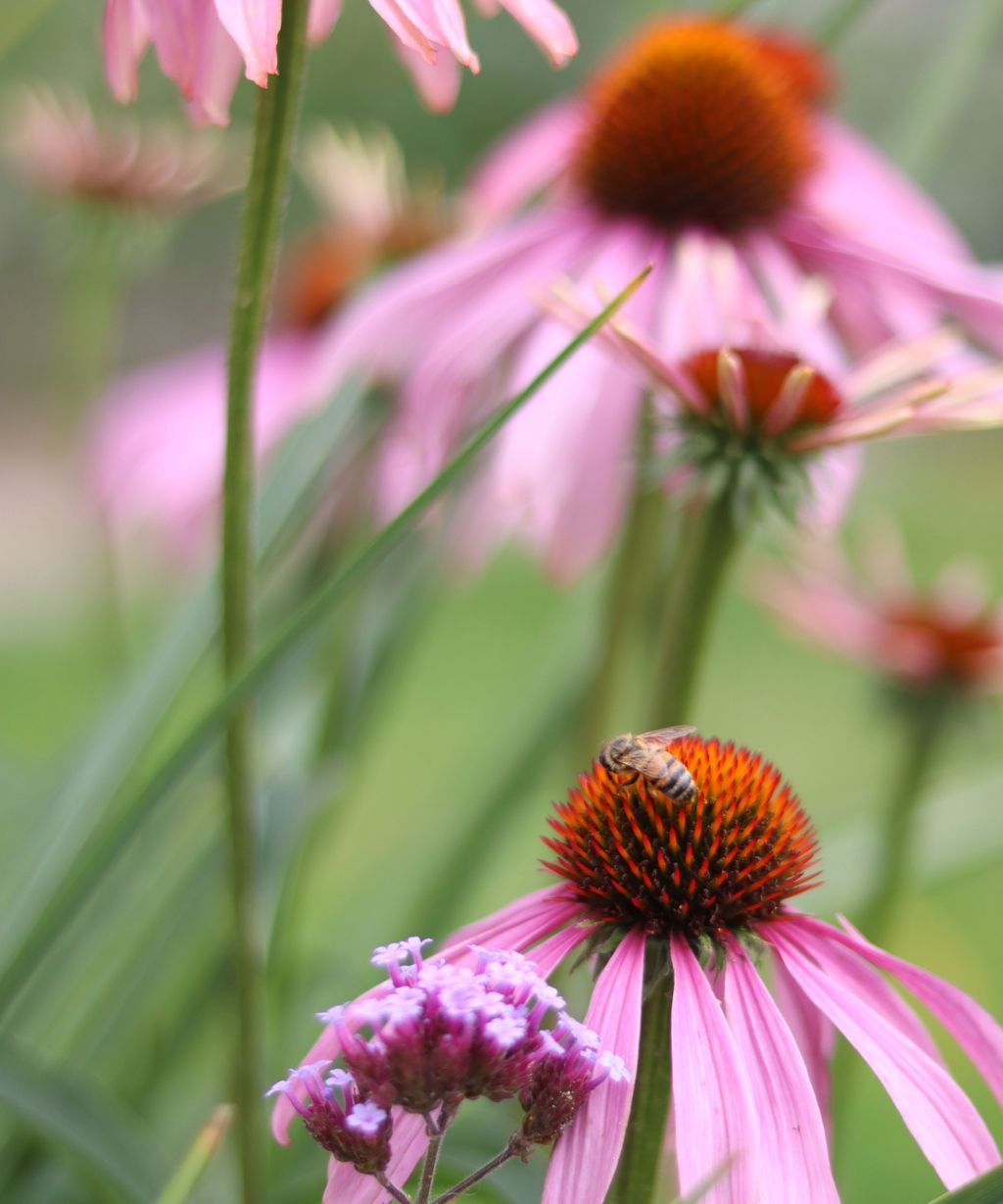 Plants for pollinators 10 of the best for a blooming garden