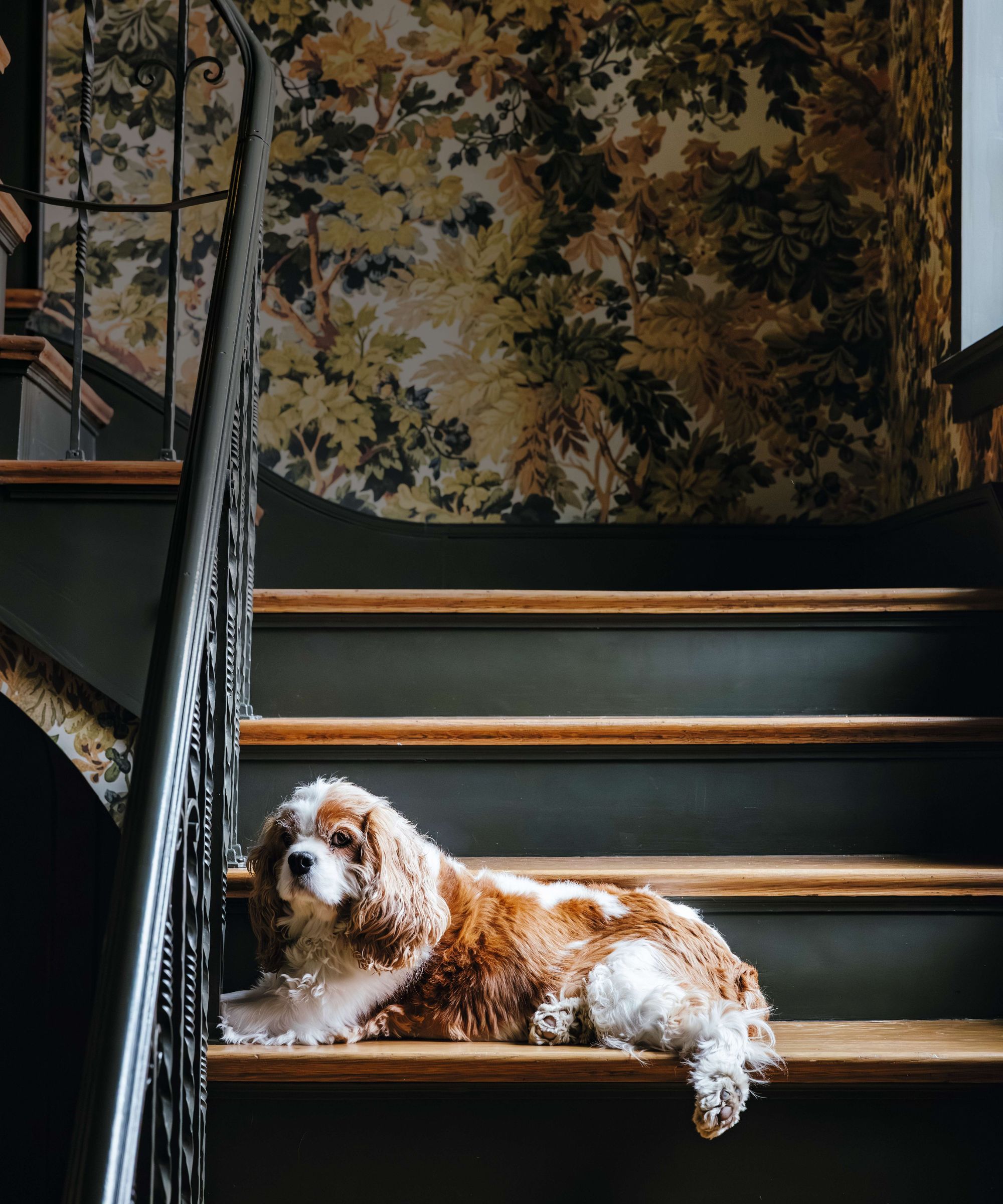 a Blenheim Cavalier King Charles Spaniel lying on the staircase of a layered home with leafy floral wallpaper behind