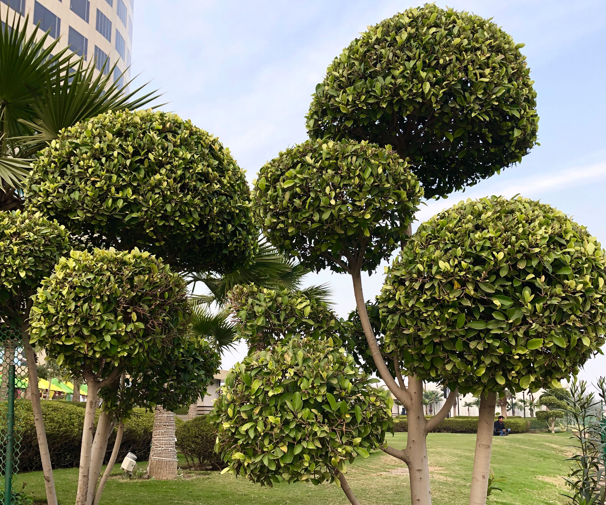 Japanese holly plants shaped into lollipops