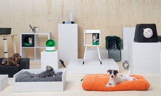room with pets and pet essentials