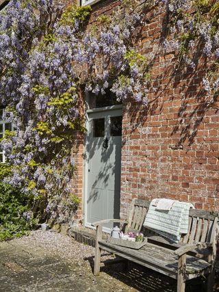 Wisteria growing up brick house over front door next to bench seat