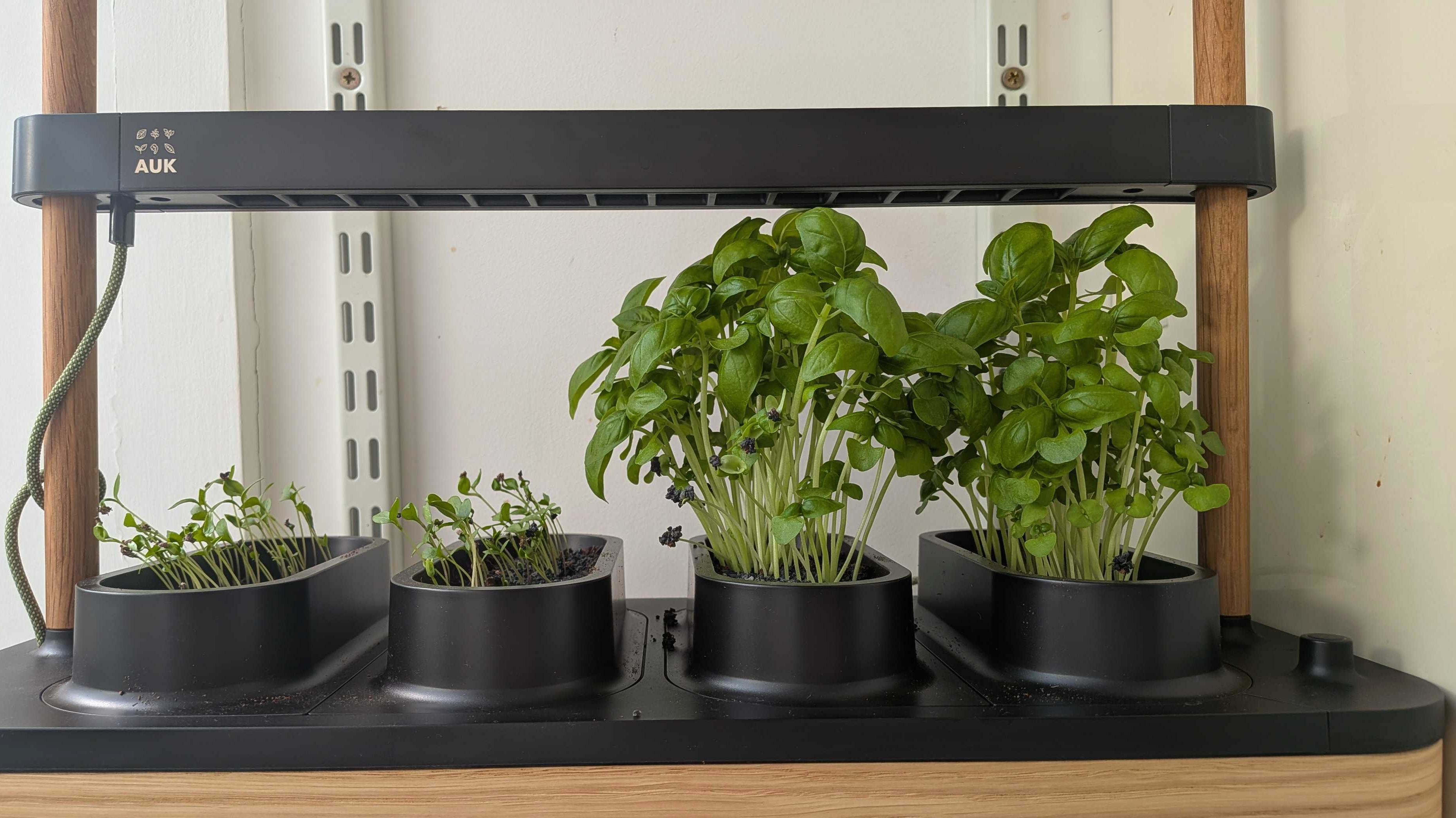 Herbs growing in Auk Mini 2 grow box after nine days