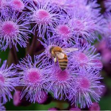 Bee on a flowerhead of a purple mistflower - stock photo