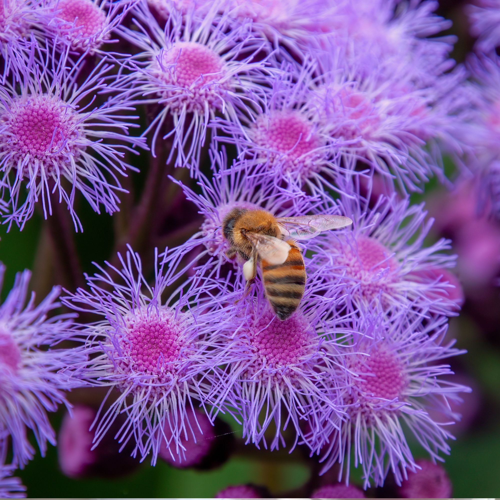 Bee on a flowerhead of a purple mistflower - stock photo
