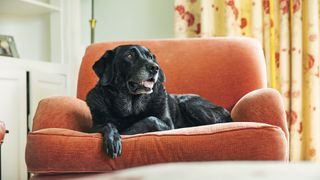 a senior black dog lies on an orange sofa