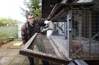 Pigeon Fancier Colin Hill in his garden with his birds. ©Richard Cannon/Country Life Picture Library