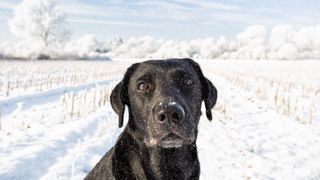 Black Labrador in the snow