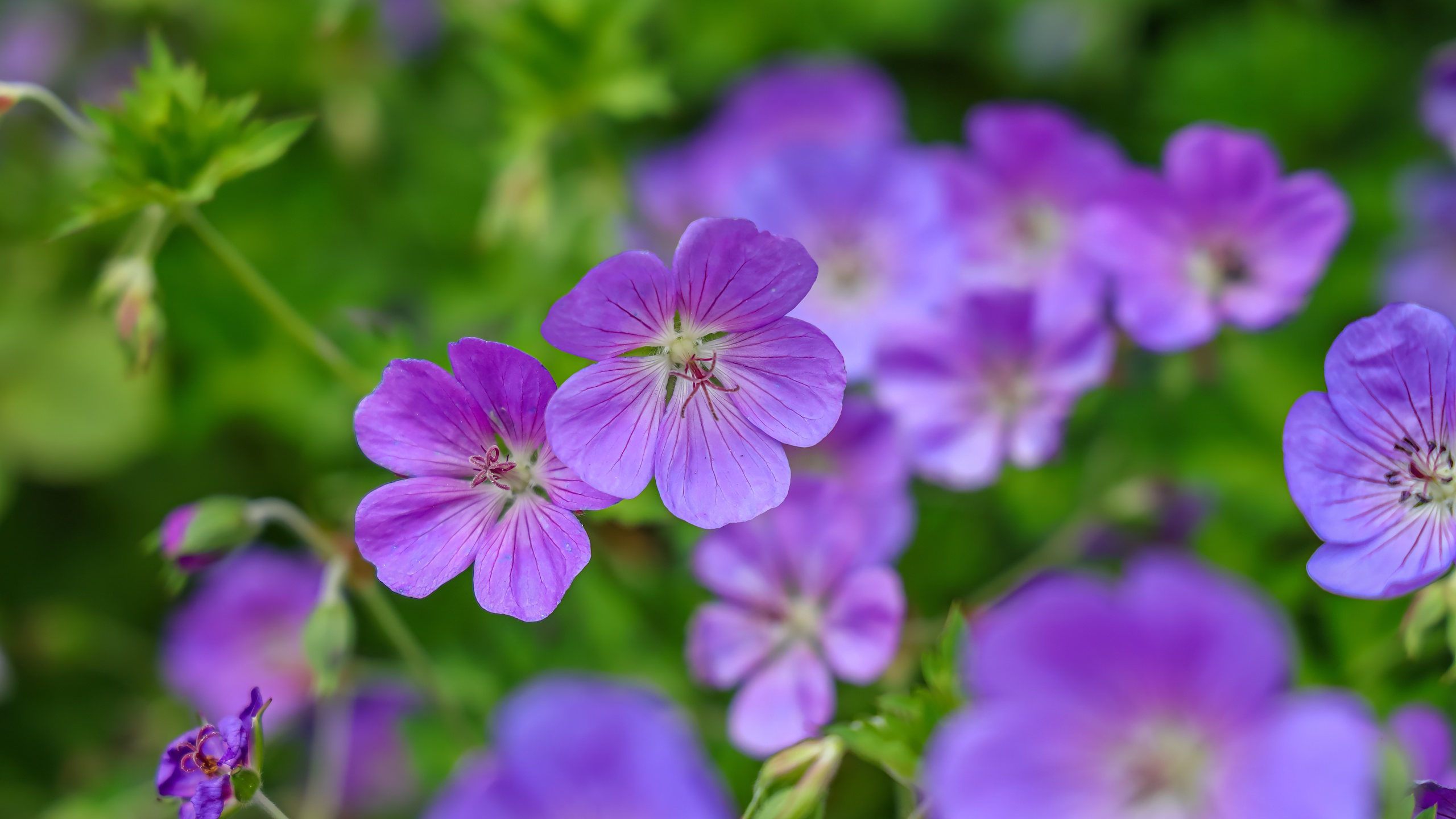 Purple hardy geranium flowers
