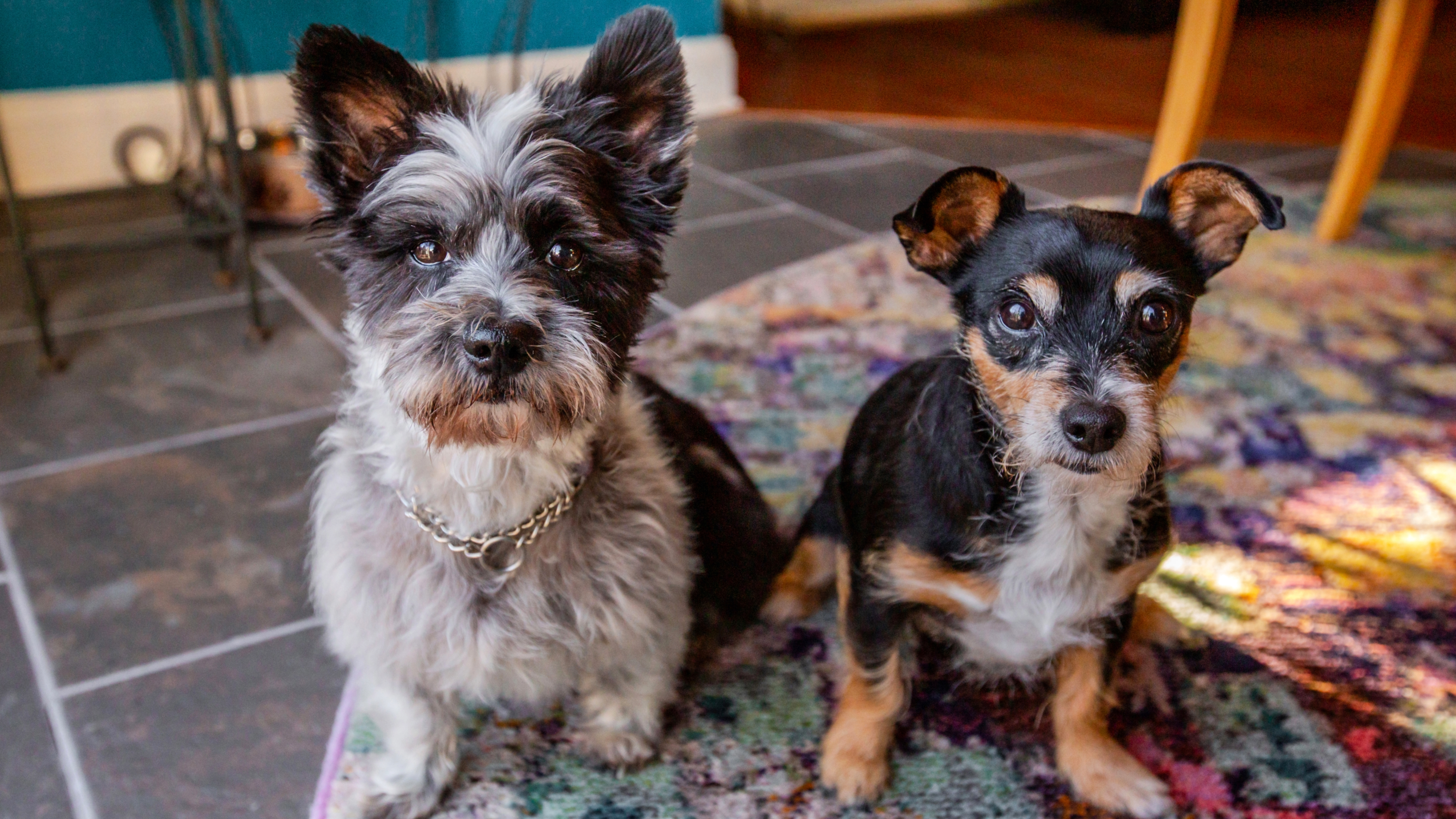 Two dogs