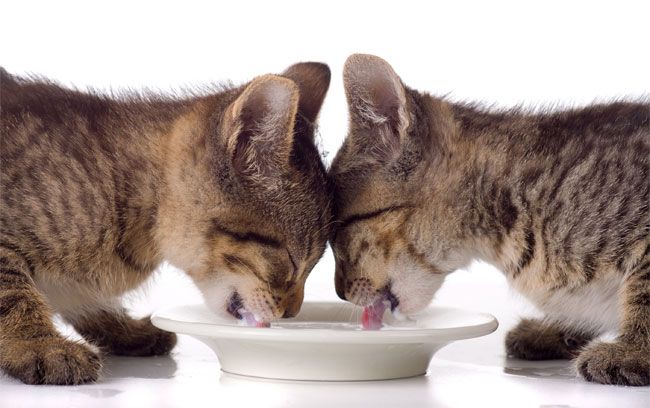 Study Reveals Physics of How Cats Drink | Live Science