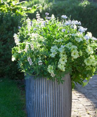 tall ribbed zinc planter with lemon flowers