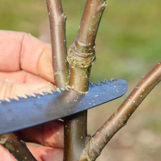 Formative pruning of a two year old free standing apple tree with a pruning saw