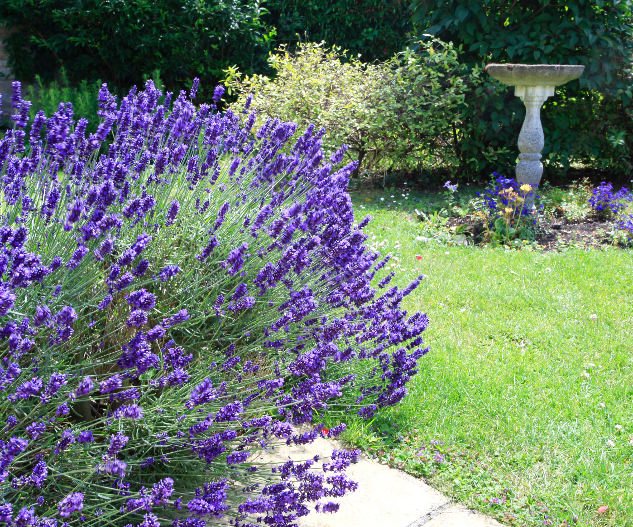 bushy lavender plant with bright purple flowers in garden near bird bath