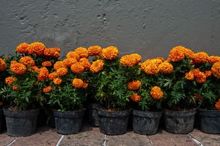 Marigolds (cempasúchil) in bloom against a gray stucco wall